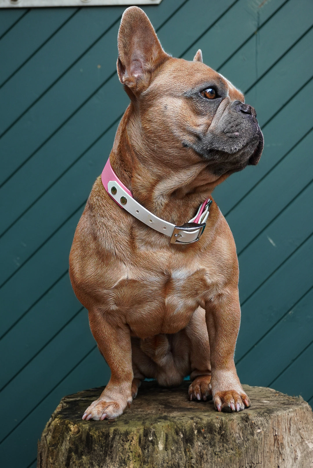 Biothane Halsband Cherry Blossom