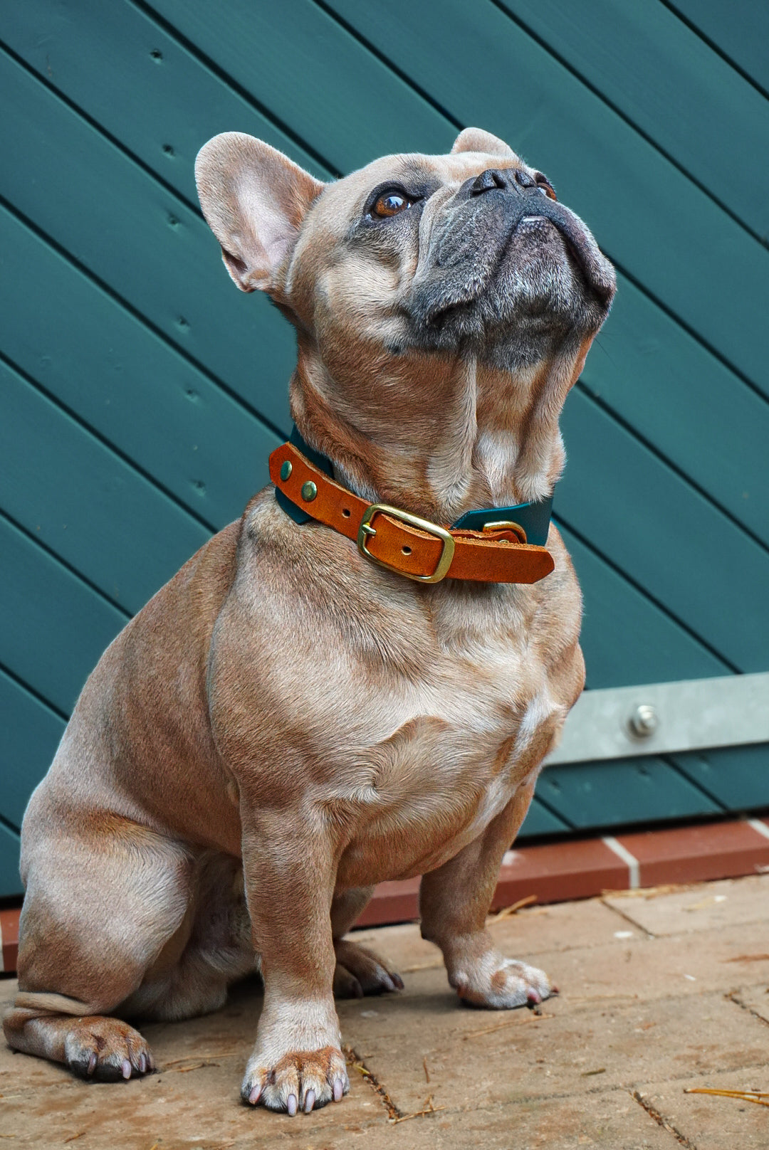 Personalisierbares Biothane Halsband Hensel