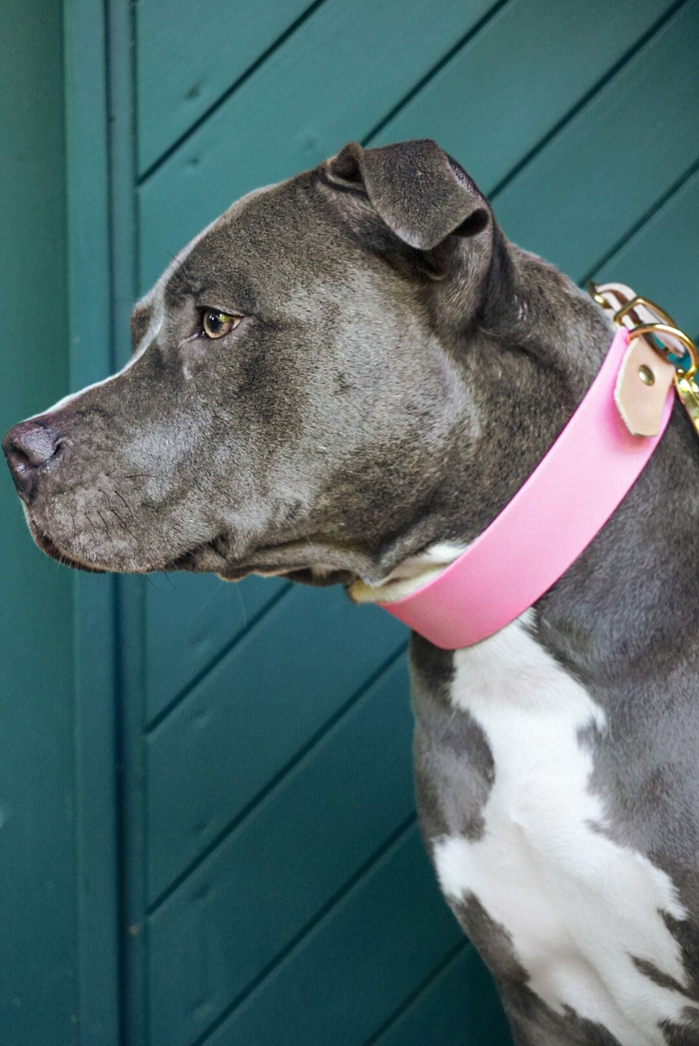 Personalisierbares Biothane Halsband Cinderella