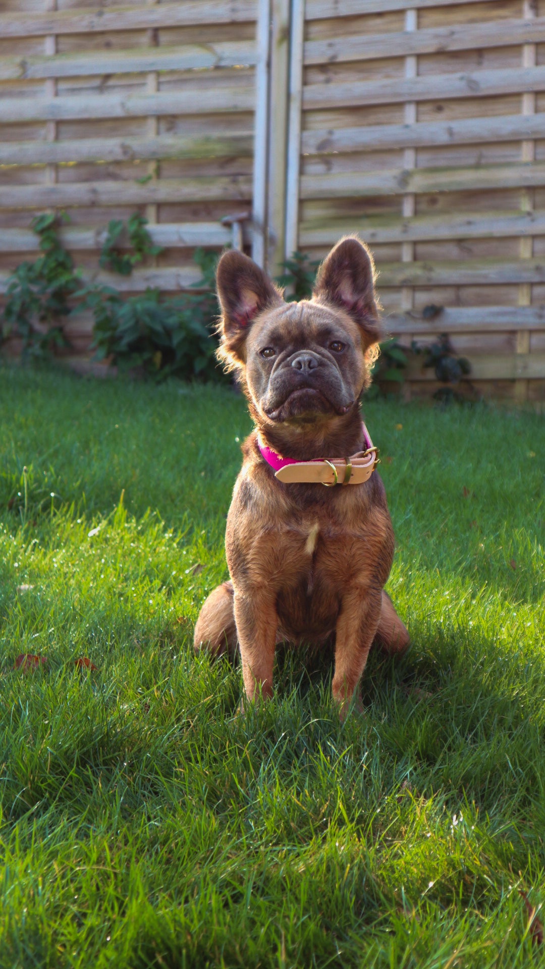 Personalisierbares Biothane Halsband Alice