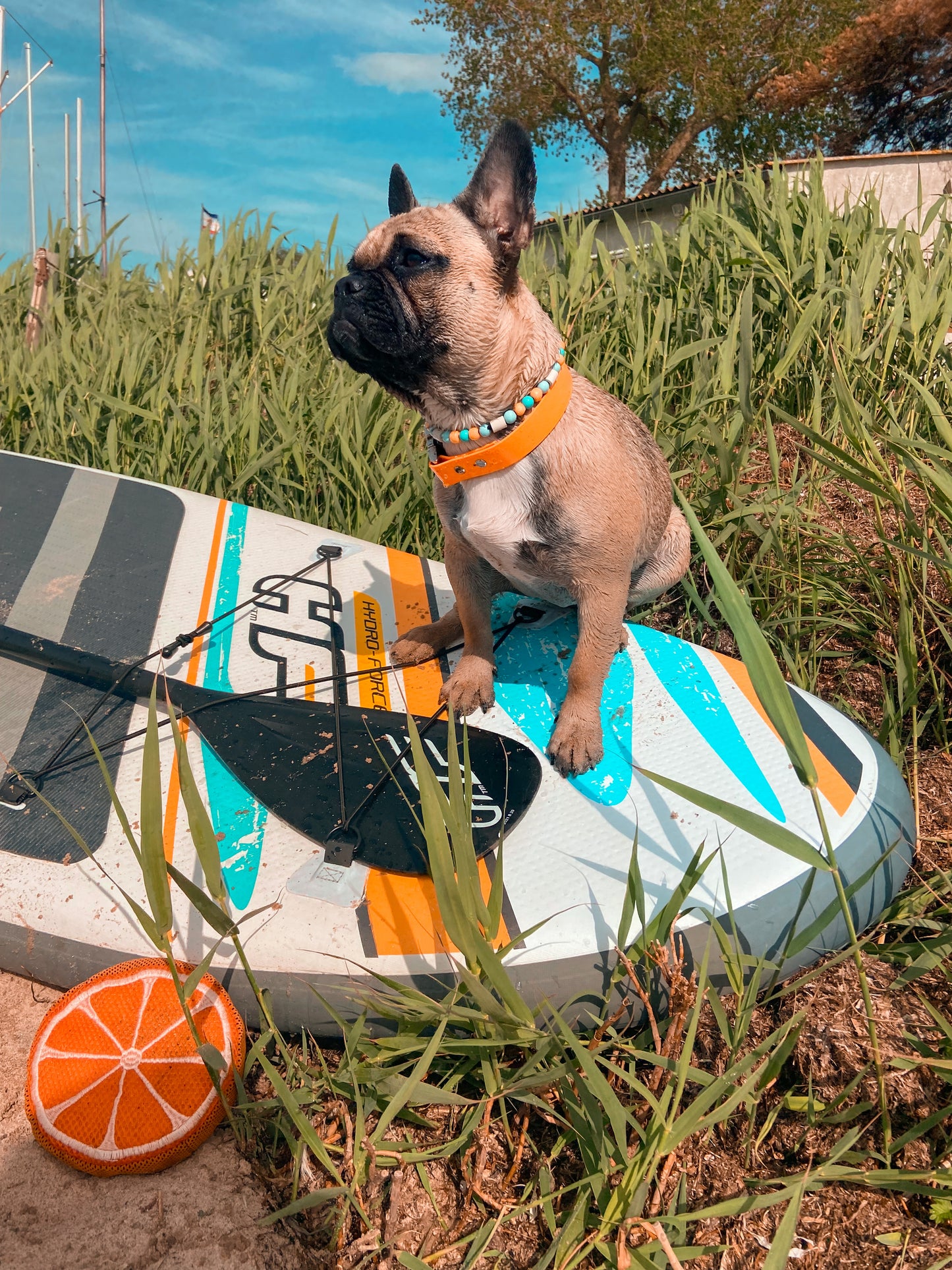 Biothane Halsband Mandarine