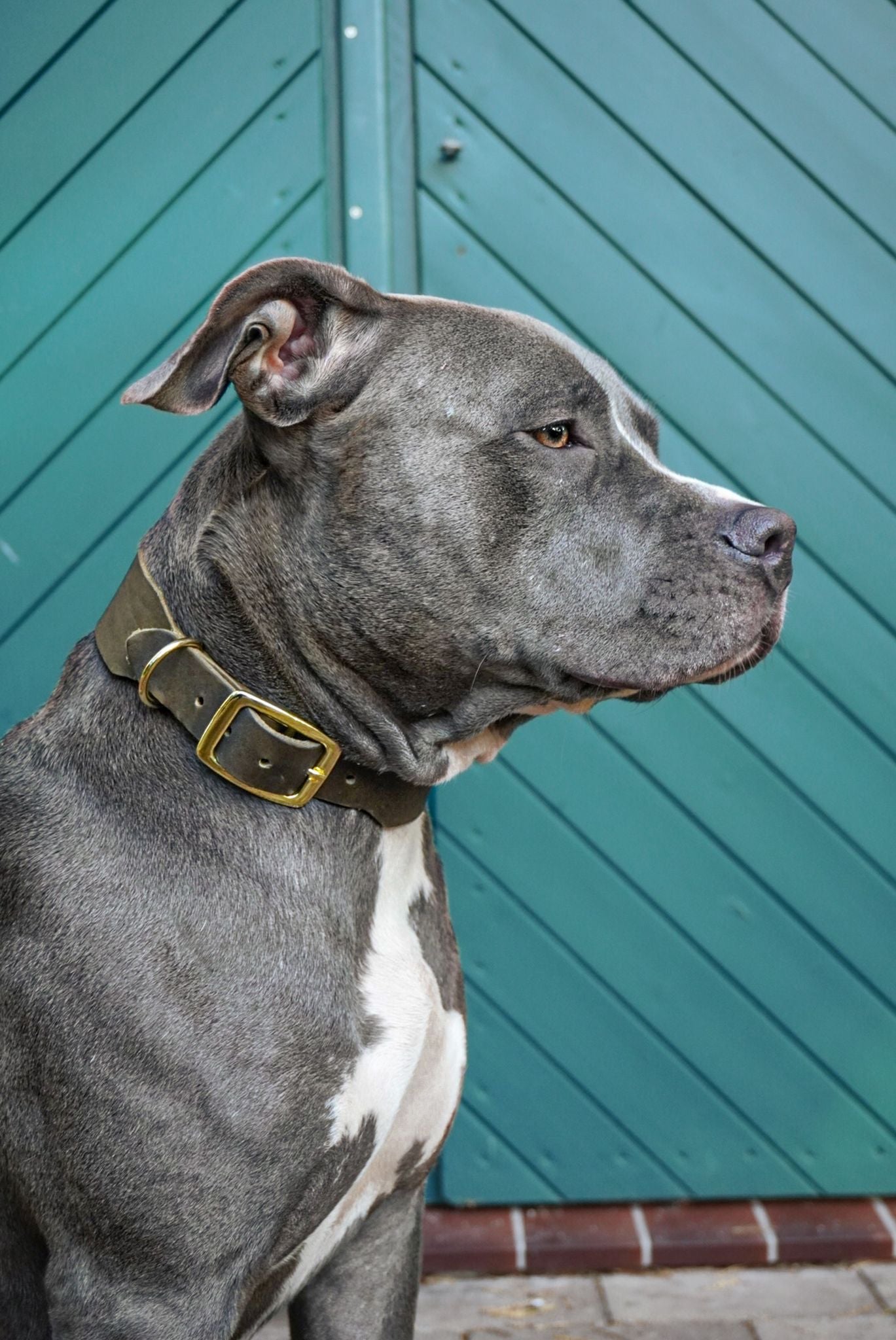 Personalisierbares Leder Halsband Olive