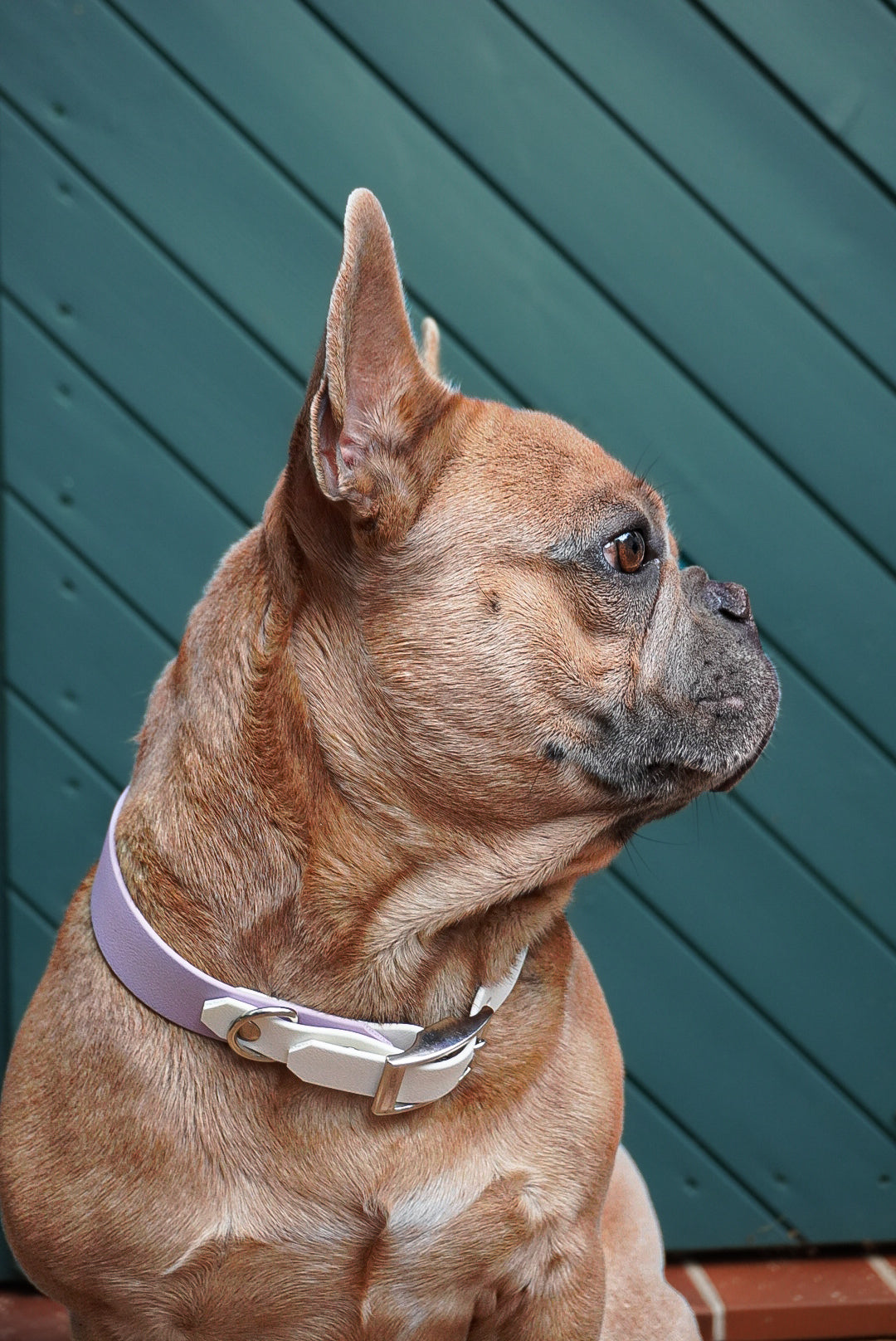 Biothane Halsband Butterfly