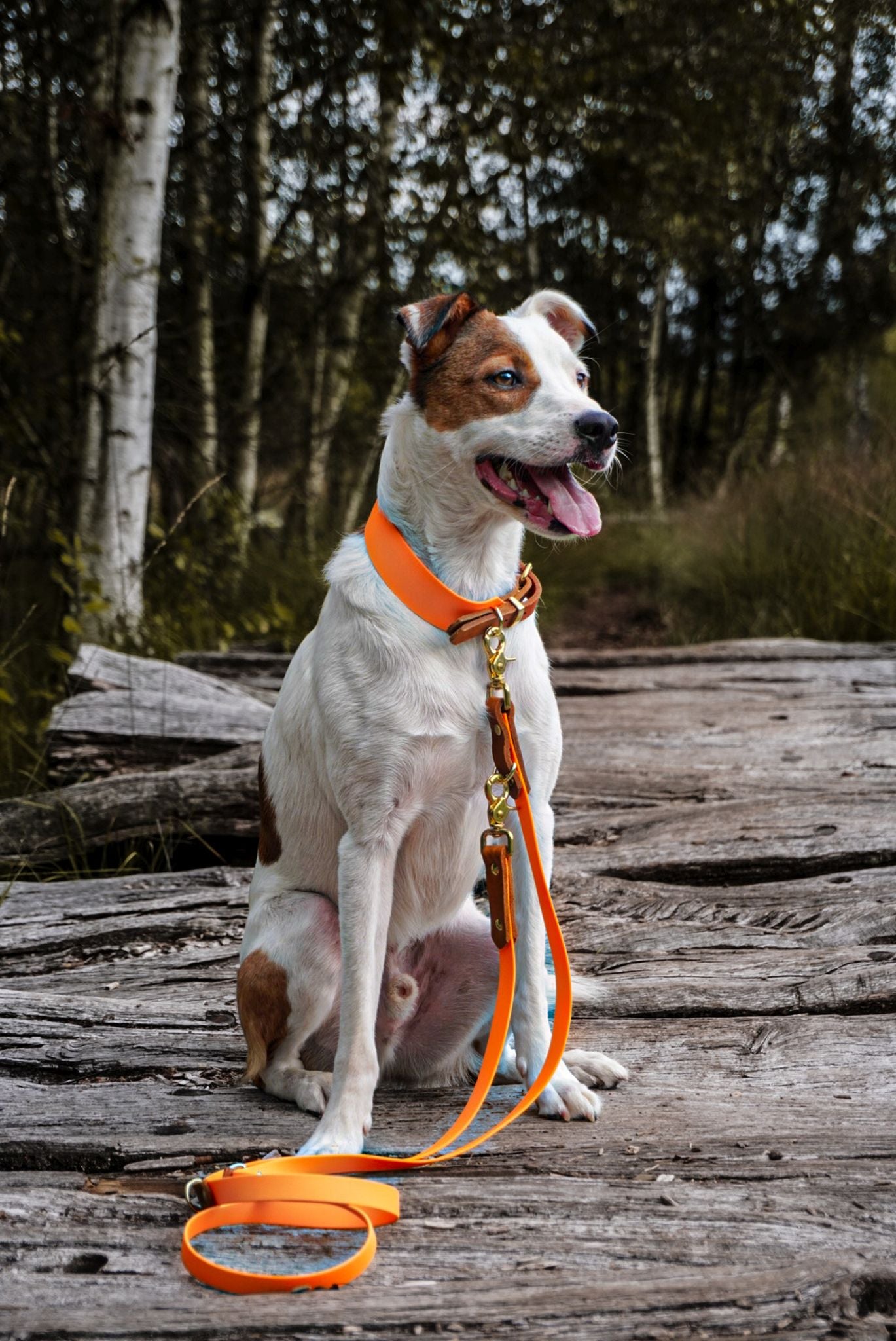 Personalisierbares Biothane Halsband Mexiko