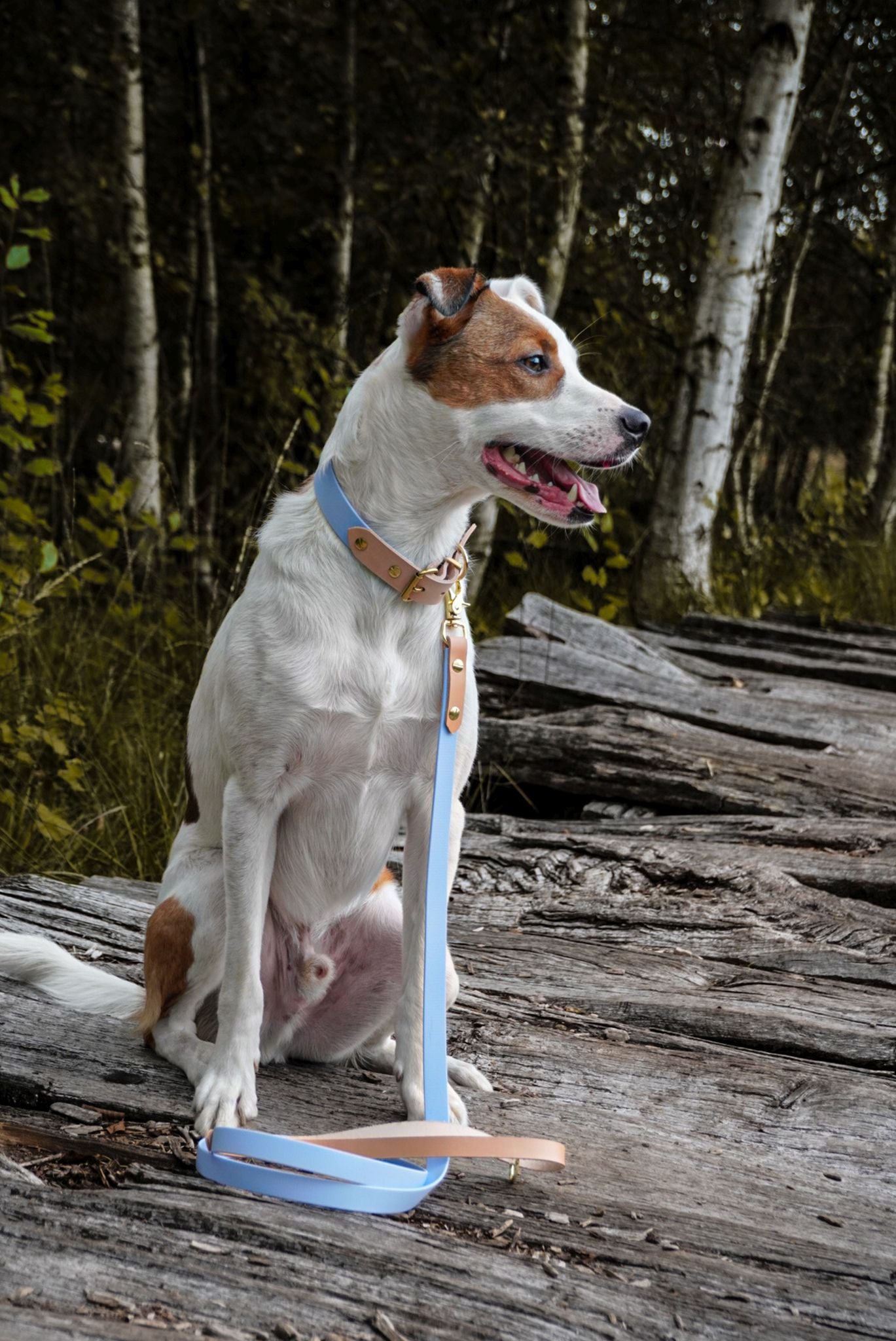 Personalisierbares Biothane Halsband Polar