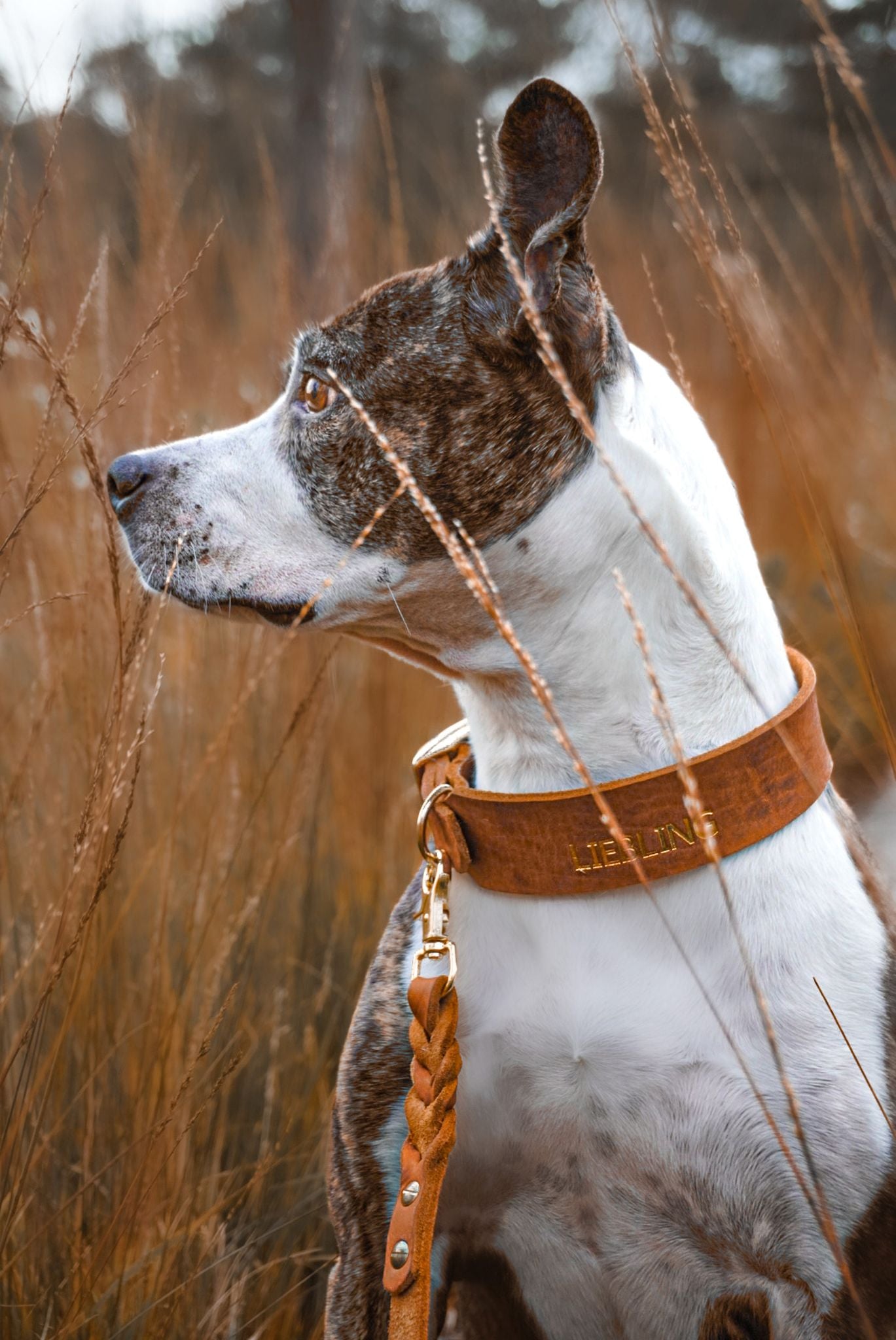 Personalisierbares Leder Halsband Cognac