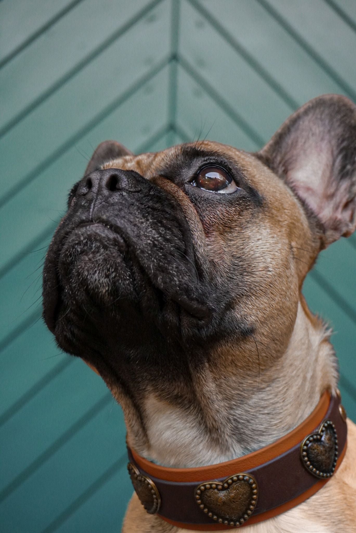 Biothane Halsband Spatzl