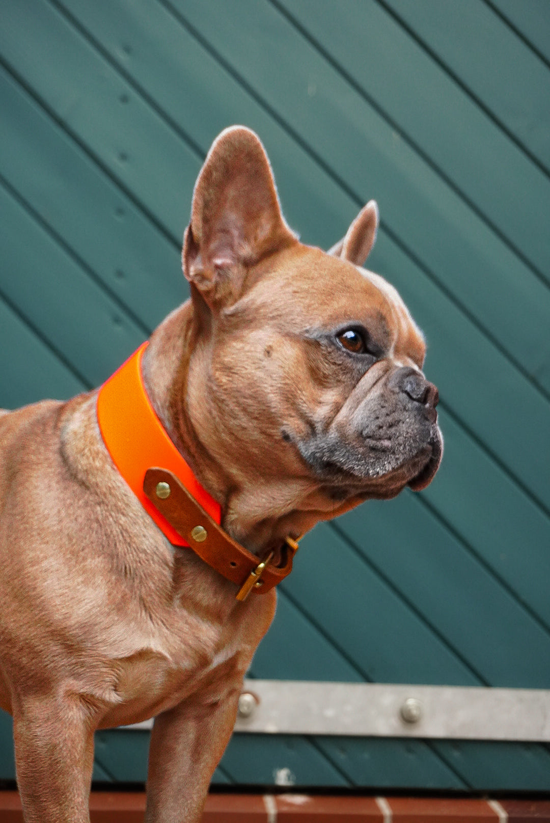 Personalisierbares Biothane Halsband Nightlife