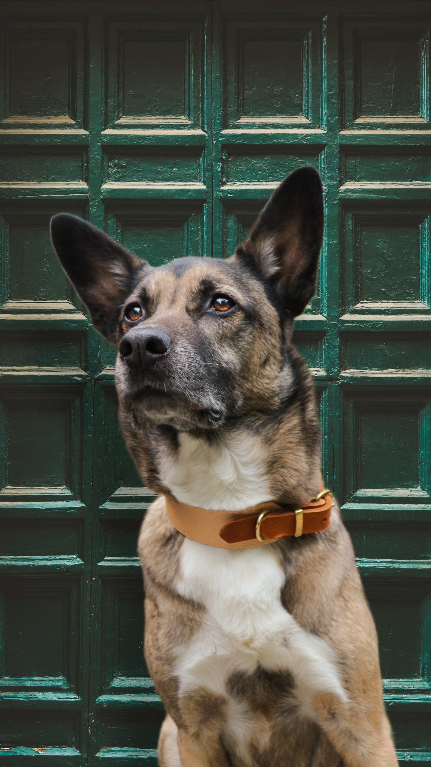 Personalisierbares Biothane Halsband Tinker Bell