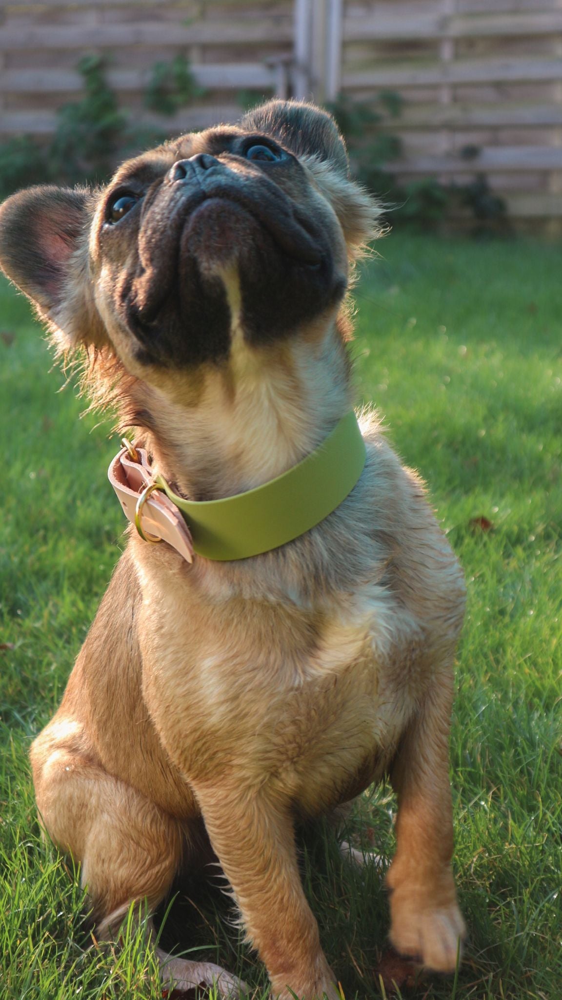 Personalisierbares Biothane Halsband Mogli