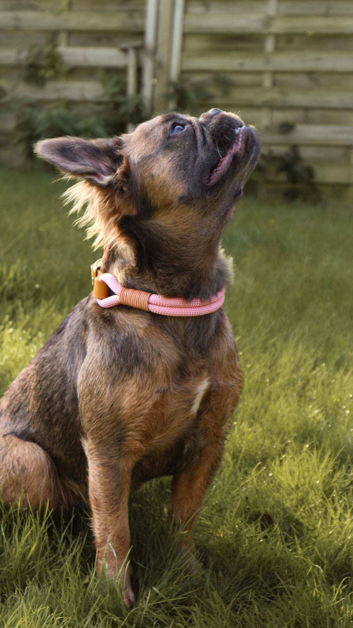 Personalisierbares Tau Halsband Rosalie